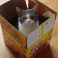 Animals/Insects cat in a box